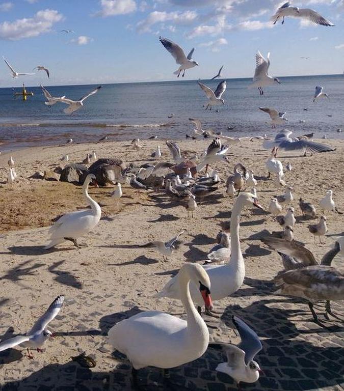 Kolibki Apartment - Hav Aparts Gdynia Dış mekan fotoğraf